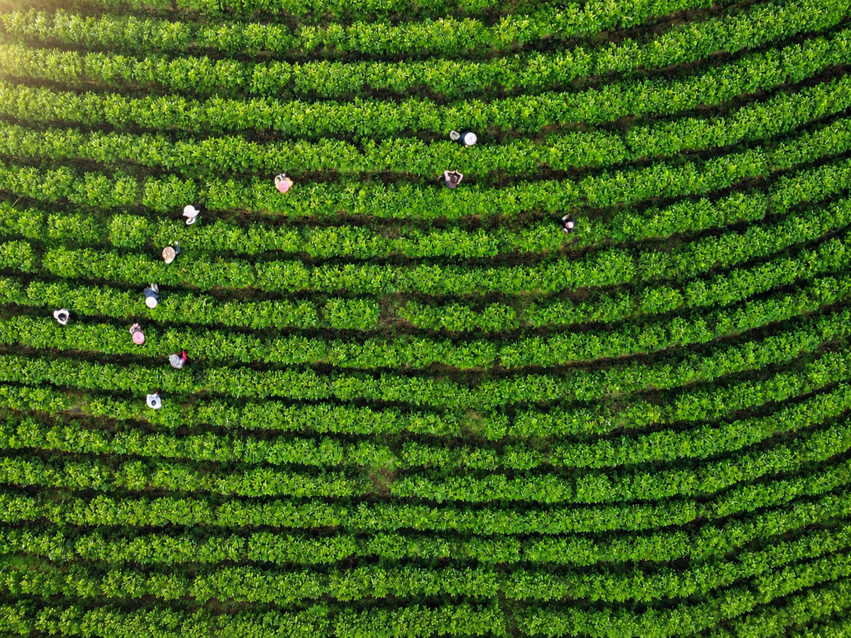 Aerial view of tea pickers harvesting rows of tea bushes on a hillside tea garden in Nantou, Taiwan